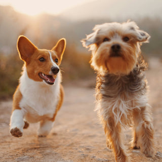 Ear-Scratch Clues: What Your Dog’s Itchy Ears Say About Allergies, Infections, and Overall Health