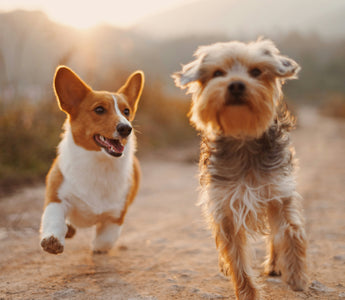 Ear-Scratch Clues: What Your Dog’s Itchy Ears Say About Allergies, Infections, and Overall Health