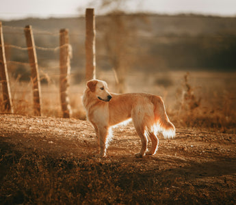 Silent Stares & Sudden Starts: What Your Dog’s Reaction to Sounds Reveals About Sensory Sensitivity, Aging Ears, and Emotional Triggers