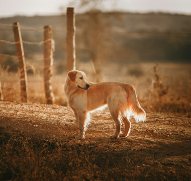 Silent Stares & Sudden Starts: What Your Dog’s Reaction to Sounds Reveals About Sensory Sensitivity, Aging Ears, and Emotional Triggers