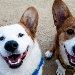 Tongue Tales: What Your Dog’s Licking Habits Reveal About Their Health and Emotions