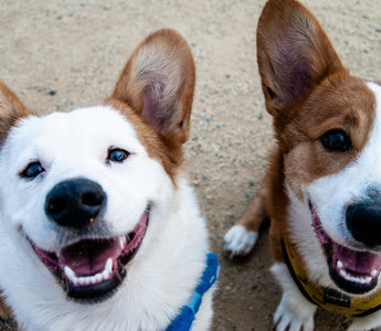 Tongue Tales: What Your Dog’s Licking Habits Reveal About Their Health and Emotions