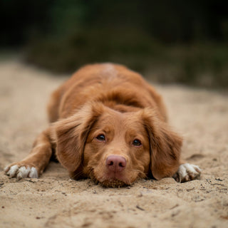 Drool Dynamics: What Your Dog’s Slobber Style Reveals About Dental Health, Hydration, and Stress