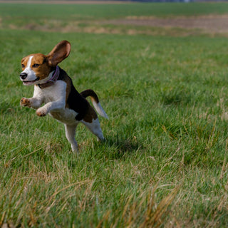 Grit, Ground, and Gut Instincts: What Your Dog’s Digging Style Reveals About Core Strength, Stomach Health, and Emotional Anchoring