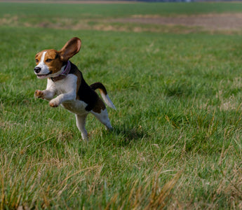 Grit, Ground, and Gut Instincts: What Your Dog’s Digging Style Reveals About Core Strength, Stomach Health, and Emotional Anchoring