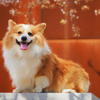 Whirl and Whimper: What Your Dog’s Post-Play Pacing Reveals About Hydration Needs and Hidden Cramp Triggers