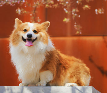 Whirl and Whimper: What Your Dog’s Post-Play Pacing Reveals About Hydration Needs and Hidden Cramp Triggers