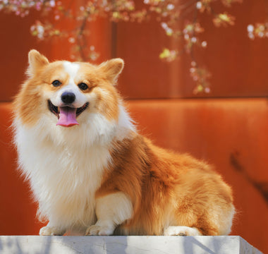 Whirl and Whimper: What Your Dog’s Post-Play Pacing Reveals About Hydration Needs and Hidden Cramp Triggers