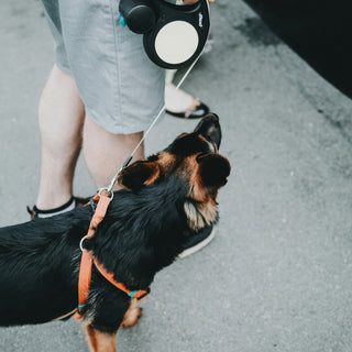 Fur in Focus: What Your Dog’s Grooming Obsession Reveals About Their Mental and Physical Wellness