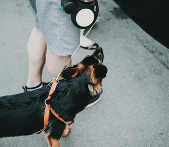 Fur in Focus: What Your Dog’s Grooming Obsession Reveals About Their Mental and Physical Wellness