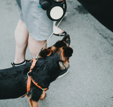 Fur in Focus: What Your Dog’s Grooming Obsession Reveals About Their Mental and Physical Wellness
