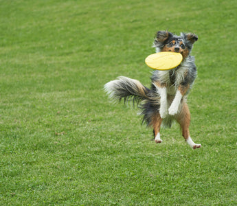 Wag Shakes & Tail Tremors: What Subtle Tail Vibrations Reveal About Muscle Health, Nerve Signals, and Emotional Flux in Dogs