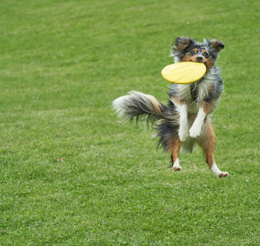 Wag Shakes & Tail Tremors: What Subtle Tail Vibrations Reveal About Muscle Health, Nerve Signals, and Emotional Flux in Dogs