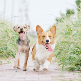 The Tail Chase Pause: What Your Dog’s Interrupted Spinning Reveals About Balance, Inner Ear Health, and Cognitive Overload