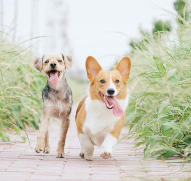 The Tail Chase Pause: What Your Dog’s Interrupted Spinning Reveals About Balance, Inner Ear Health, and Cognitive Overload