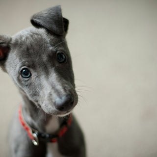 From Whiskers to Wellbeing: What Your Dog’s Facial Expressions Reveal About Their Health
