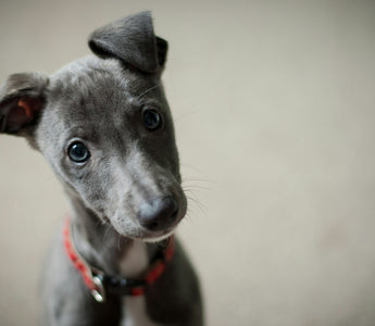 From Whiskers to Wellbeing: What Your Dog’s Facial Expressions Reveal About Their Health
