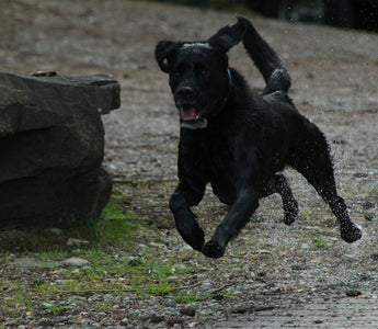 Reverse Sneezes & Snorty Spells: What Your Dog’s Sudden Nasal Episodes Reveal About Airway Health, Emotional Surges, and Sensory Overload