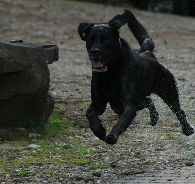 Reverse Sneezes & Snorty Spells: What Your Dog’s Sudden Nasal Episodes Reveal About Airway Health, Emotional Surges, and Sensory Overload