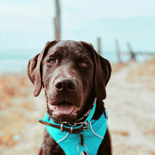 Droopy Eyes & Drowsy Days: How Subtle Eye Shape Changes Reveal Your Dog's Energy Levels, Thyroid Health, and Mood