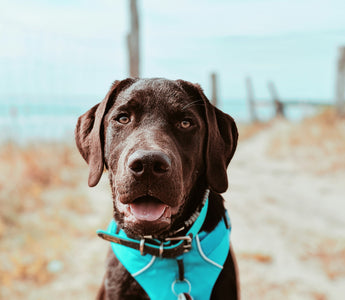 Droopy Eyes & Drowsy Days: How Subtle Eye Shape Changes Reveal Your Dog's Energy Levels, Thyroid Health, and Mood