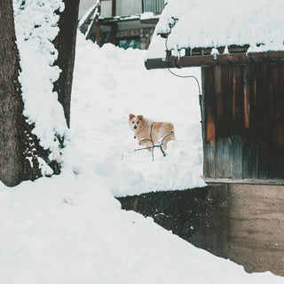 Tongue Twitches & Lip Licks: How Your Dog’s Mouth Movements During Mealtime Reveal Digestive Health and Emotional State