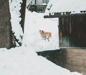 Tongue Twitches & Lip Licks: How Your Dog’s Mouth Movements During Mealtime Reveal Digestive Health and Emotional State