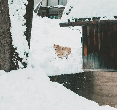 Tongue Twitches & Lip Licks: How Your Dog’s Mouth Movements During Mealtime Reveal Digestive Health and Emotional State
