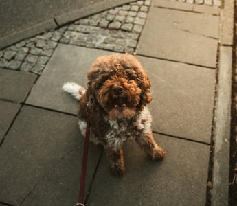 Tail-End Temperature Checks: How Your Dog’s Bum-to-Back Warmth Ratio Reveals Circulatory Health, Stress Signals, and Body Regulation Clues