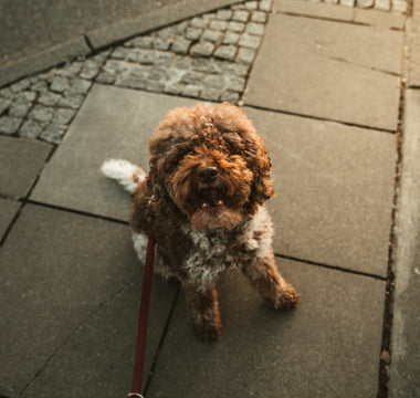 Tail-End Temperature Checks: How Your Dog’s Bum-to-Back Warmth Ratio Reveals Circulatory Health, Stress Signals, and Body Regulation Clues