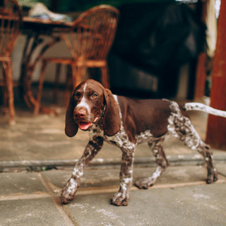 Sniffing Out Trouble: How Your Dog’s Nose Can Reveal Hidden Health Issues
