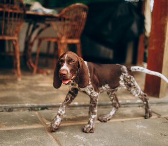 Sniffing Out Trouble: How Your Dog’s Nose Can Reveal Hidden Health Issues