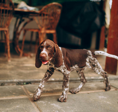 Sniffing Out Trouble: How Your Dog’s Nose Can Reveal Hidden Health Issues