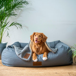 Cracking the Code: What Your Dog’s Vocalizations Reveal About Their Health and Emotional State