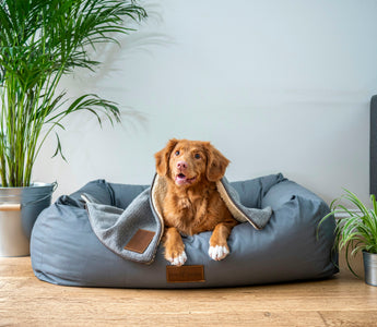 Cracking the Code: What Your Dog’s Vocalizations Reveal About Their Health and Emotional State