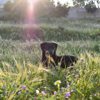 The Collar Catch: What Your Dog’s Reluctance at Leash-Up Time Reveals About Neck Sensitivity, Past Stress Triggers, and Emotional Boundaries