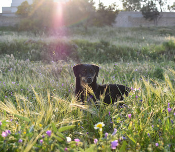 The Collar Catch: What Your Dog’s Reluctance at Leash-Up Time Reveals About Neck Sensitivity, Past Stress Triggers, and Emotional Boundaries