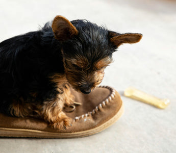 Mood Munchies: What Your Dog’s Cravings and Eating Quirks Reveal About Their Emotional and Physical Health