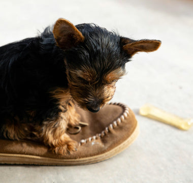 Mood Munchies: What Your Dog’s Cravings and Eating Quirks Reveal About Their Emotional and Physical Health