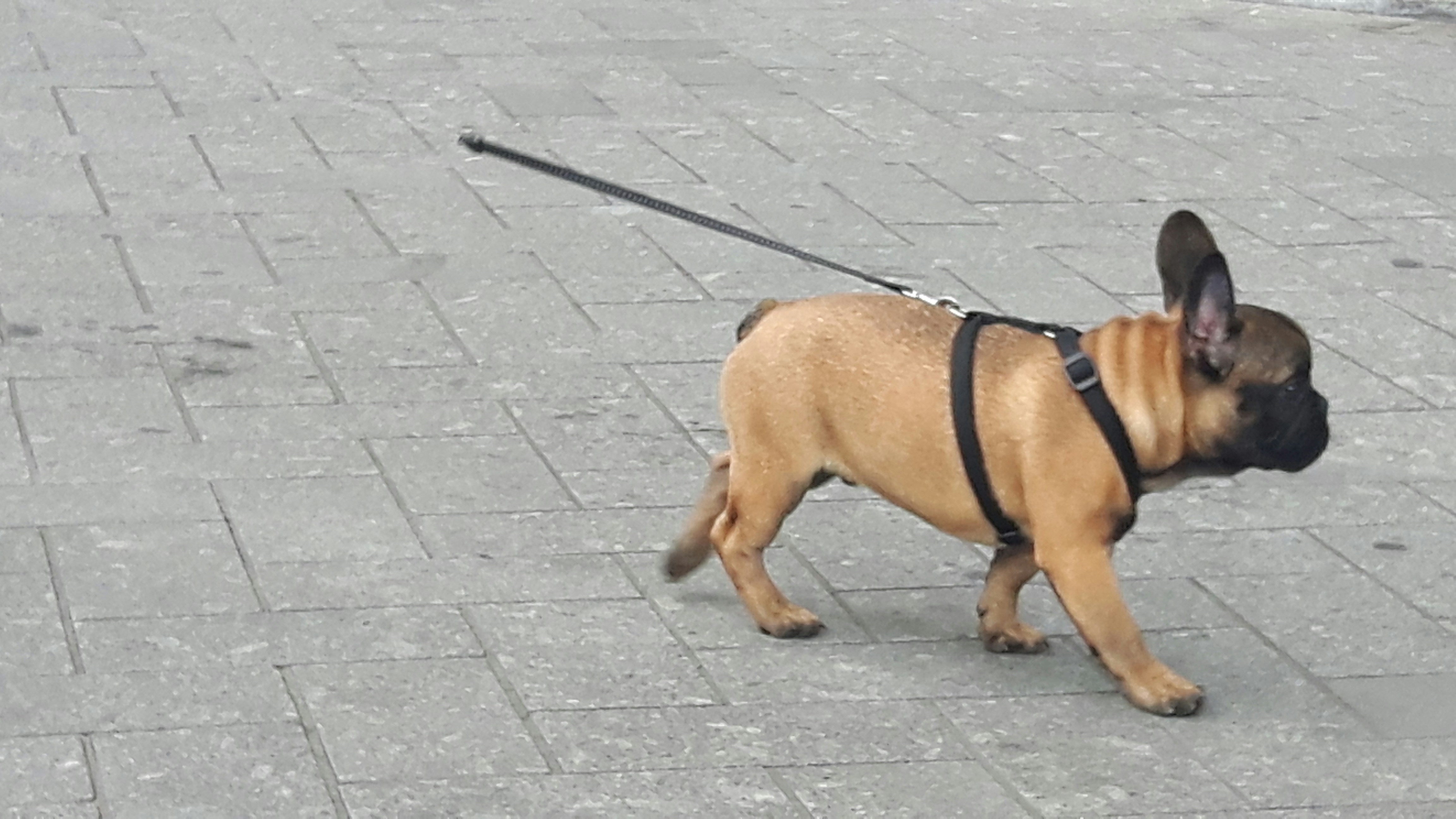 Skid Sits & Stair Splays: What Your Dog’s Slippery Moments Reveal Abou ...