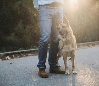 Ear Flicks & Head Ducks: What Your Dog’s Reaction to Touch Reveals About Skin Sensitivities, Nerve Health, and Emotional Boundaries