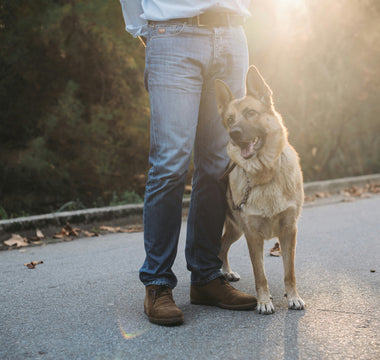 Ear Flicks & Head Ducks: What Your Dog’s Reaction to Touch Reveals About Skin Sensitivities, Nerve Health, and Emotional Boundaries
