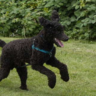 The Still-Step Startle: What Your Dog’s Pause Before Doorway Exits Reveals About Hind Leg Readiness and Environmental Anxiety