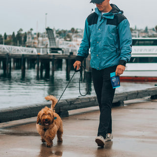 Shadow Watchers & Window Sitters: How Your Dog's Favorite Waiting Spot Reveals Their Emotional Needs and Mental Stimulation Levels