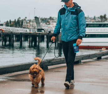 Shadow Watchers & Window Sitters: How Your Dog's Favorite Waiting Spot Reveals Their Emotional Needs and Mental Stimulation Levels