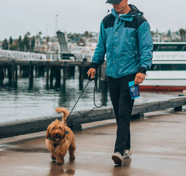 Shadow Watchers & Window Sitters: How Your Dog's Favorite Waiting Spot Reveals Their Emotional Needs and Mental Stimulation Levels
