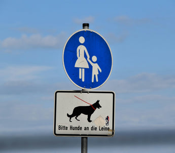 Side-Sitters & Slouchy Stances: What Your Dog's Lounge Style Reveals About Spine Health, Core Strength, and Emotional Posture