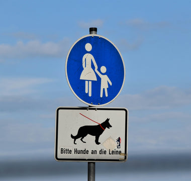 Side-Sitters & Slouchy Stances: What Your Dog's Lounge Style Reveals About Spine Health, Core Strength, and Emotional Posture