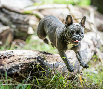 Paw Preference and Pooch Psychology: What Your Dog’s Dominant Paw Reveals About Their Brain and Behavior