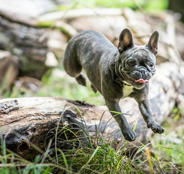 Paw Preference and Pooch Psychology: What Your Dog’s Dominant Paw Reveals About Their Brain and Behavior